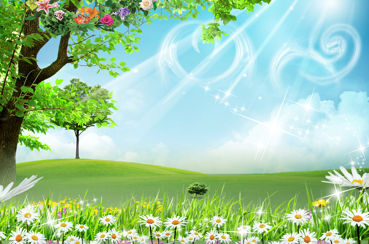 Tranh treo tường phong cảnh thiên nhiên cánh đồng hoa cúc trắng , cây xanh  , ánh nắng mặt trời 20531 